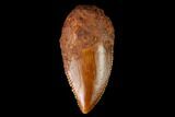 Serrated, Raptor Tooth - Real Dinosaur Tooth #147553-1